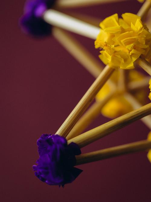 zbliżenie na fioletowe kwiatki